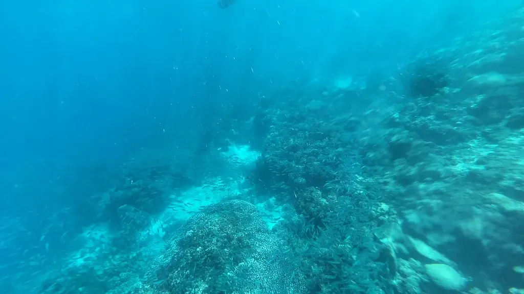 Snorkeling the sardine run at Panagsama Beach Moalboal
